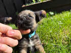 Puppy