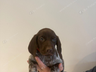 buster