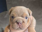 Puppy