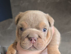 puppy