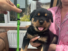 puppy