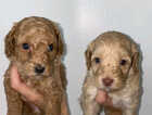 Puppy