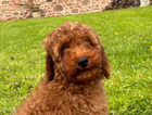 puppy