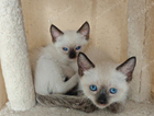 kitten