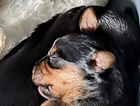 puppy