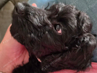 puppy