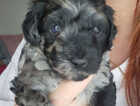 Puppy
