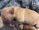 puppy