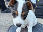 puppy