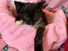 kitten