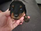 puppy