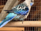 Rosella parakeet