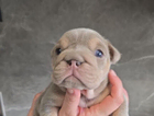 puppy