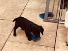 Puppy