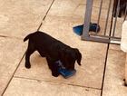puppy