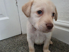 puppy