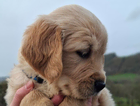 puppy