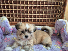 puppy