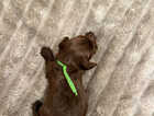 Puppy