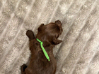 puppy