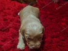 puppy