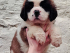 puppy  mushu