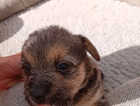 Puppy