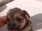 puppy