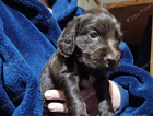 puppy