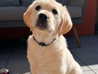 puppy