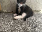 Kitten