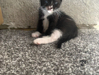 kitten