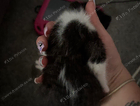 kitten