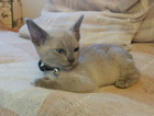 kitten-black...