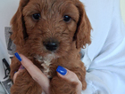 puppy