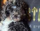 Puppy