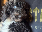 puppy