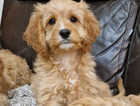Puppy