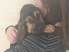 puppy  blue