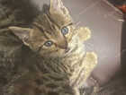Kitten