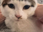 Missing white and tabby small female cat