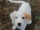 Puppy