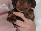 puppy