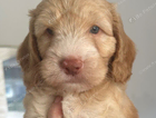 puppy