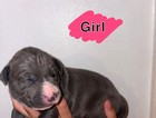 puppy
