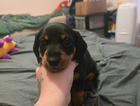 puppy