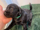 Puppy
