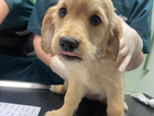 puppy