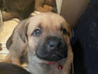 Puppy