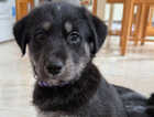 Puppy
